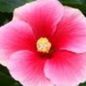 Meet your Posher, Bob